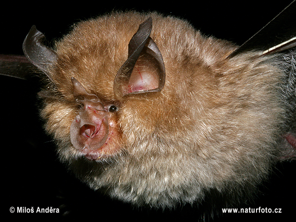 Podkovár krpatý (Rhinolophus hipposideros)