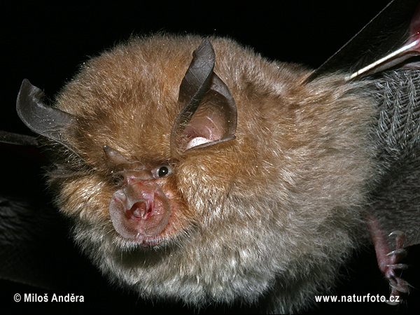 Podkovár krpatý (Rhinolophus hipposideros)