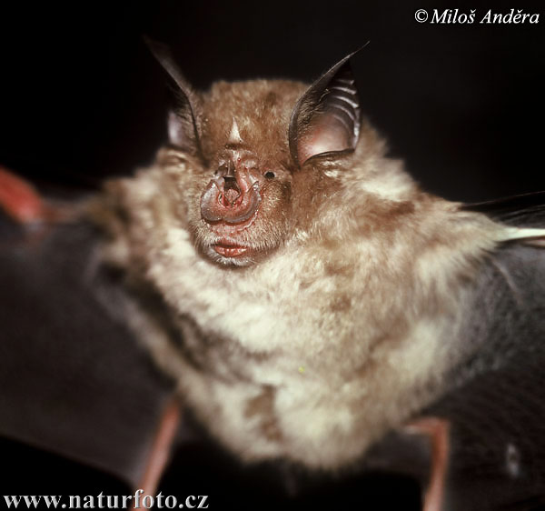 Podkovár štíhlokrídly (Rhinolophus ferrumequinum)