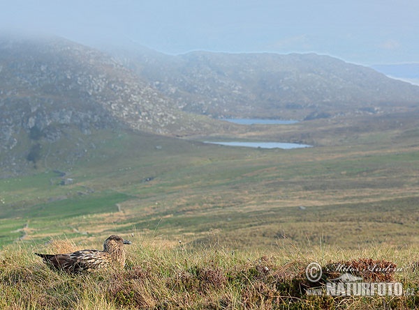 Pomorník skua (Stercorarius skua)