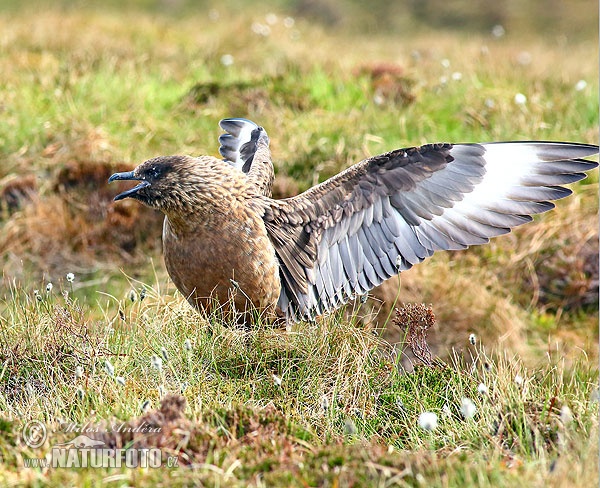 Pomorník skua (Stercorarius skua)