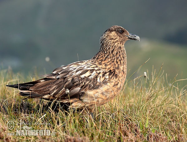 Pomorník skua (Stercorarius skua)