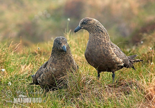 Pomorník skua (Stercorarius skua)