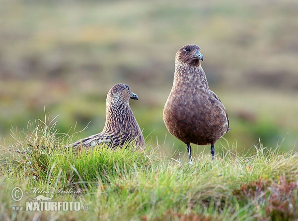 Pomorník skua (Stercorarius skua)