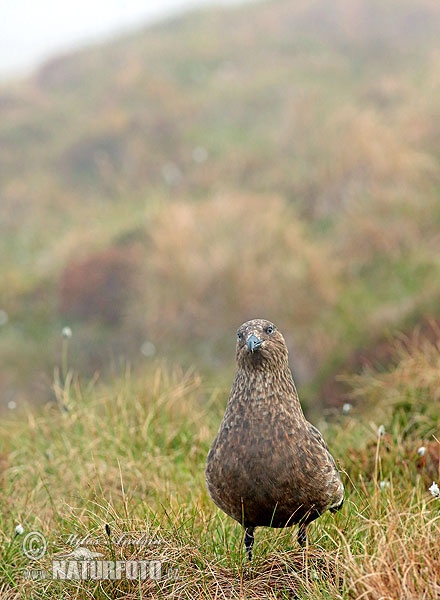 Pomorník skua (Stercorarius skua)