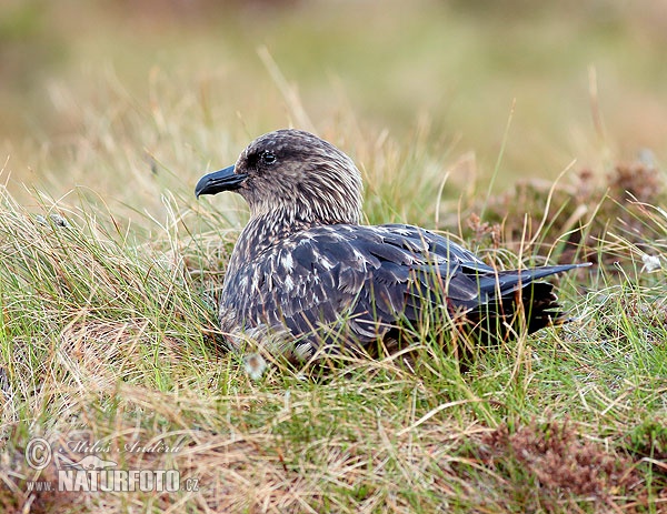 Pomorník skua (Stercorarius skua)