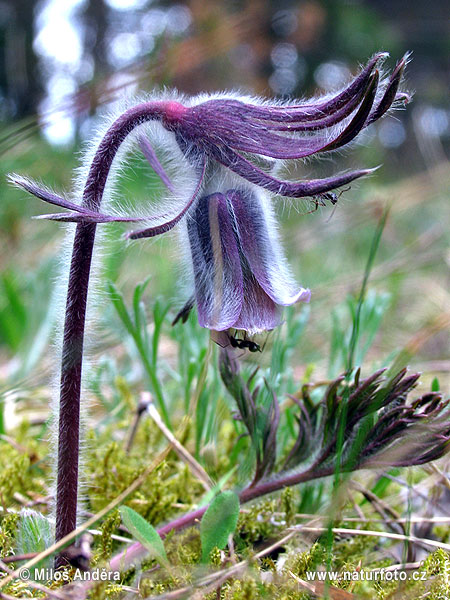 Poniklec lúčny (Pulsatilla pratensis)