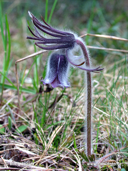 Poniklec lúčny (Pulsatilla pratensis)