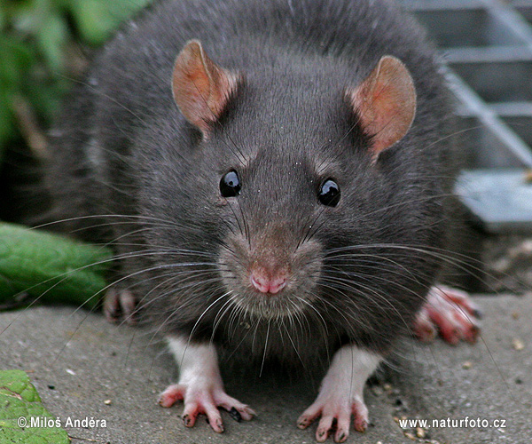Potkan tmavý (Rattus rattus)