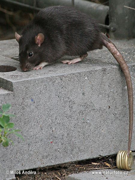Potkan tmavý (Rattus rattus)