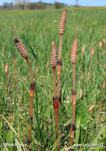 Praslička roľná (Equisetum arvense)