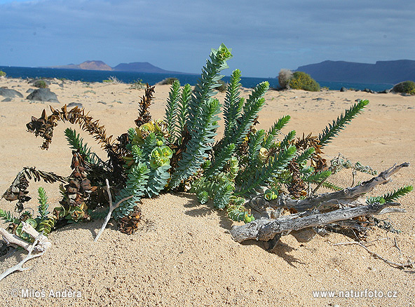 Pryšec pobřežní (Euphorbia paralias)