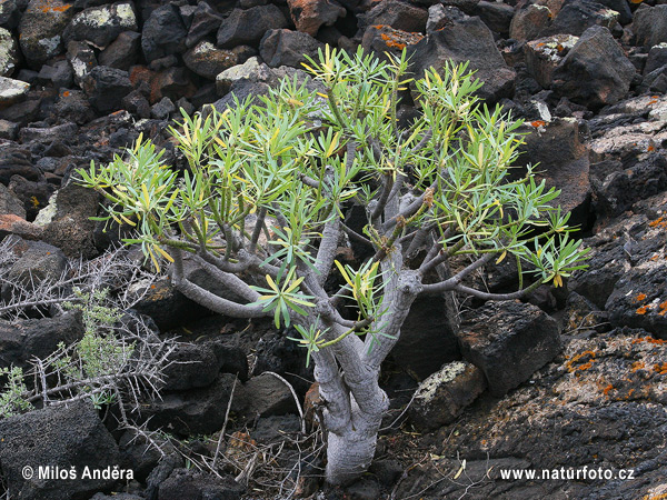 Pryšec tupolistý (Euphorbia obtusifolia)