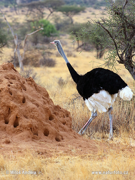 Pštros dvojprstý (Struthio camelus)