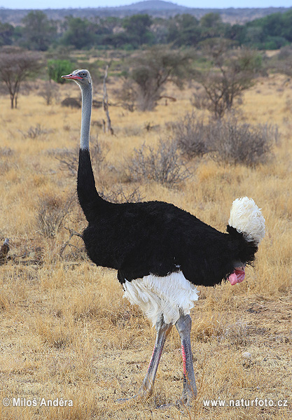 Pštros dvojprstý (Struthio camelus)