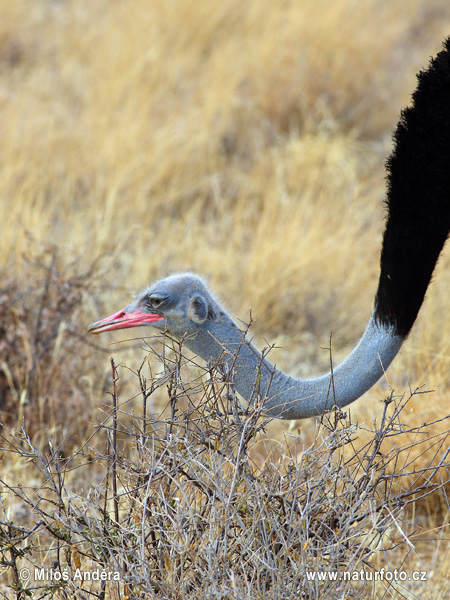 Pštros dvojprstý (Struthio camelus)