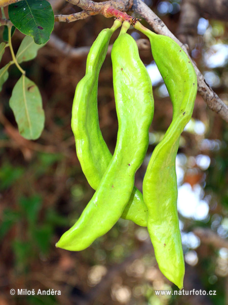 Rohovník obyčajný (Ceratonia siliqua)