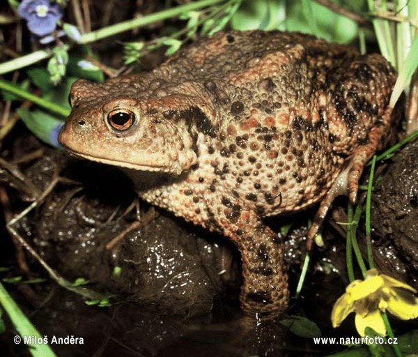 Ropucha bradavičnatá (Bufo bufo)