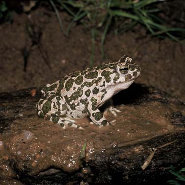 Ropucha zelená (Bufotes viridis)