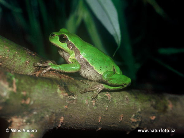 Rosnička zelená (Hyla arborea)