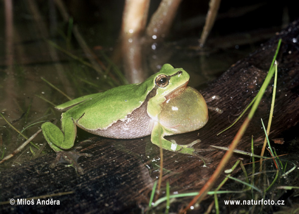 Rosnička zelená (Hyla arborea)