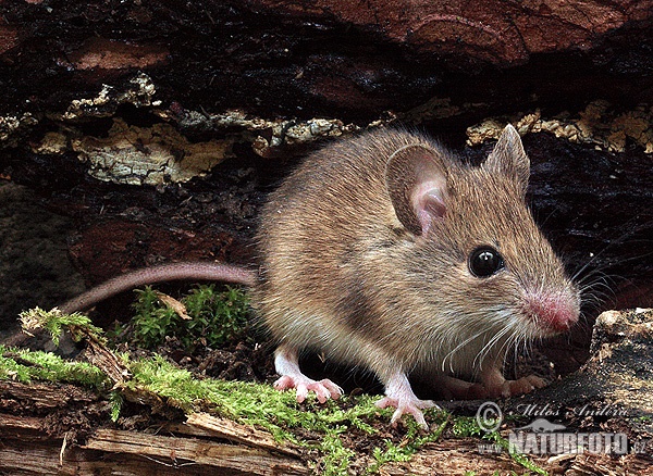 Ryšavka obyčajná (Apodemus sylvaticus)