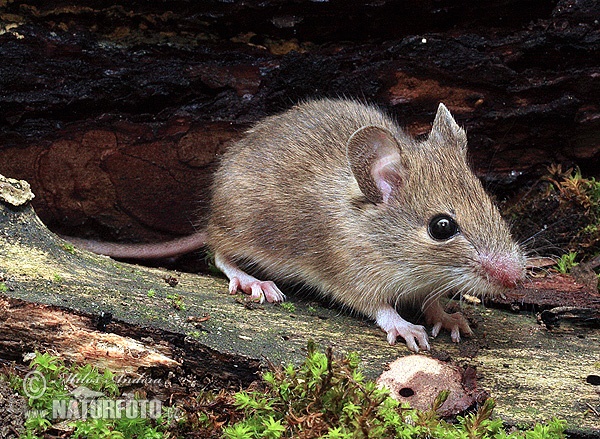 Ryšavka obyčajná (Apodemus sylvaticus)