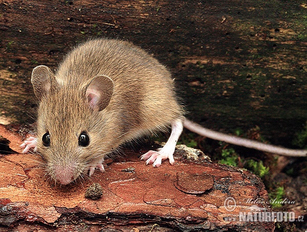 Ryšavka obyčajná (Apodemus sylvaticus)