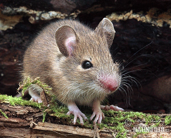 Ryšavka obyčajná (Apodemus sylvaticus)