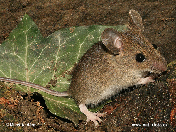 Ryšavka obyčajná (Apodemus sylvaticus)