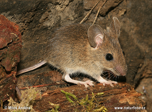 Ryšavka obyčajná (Apodemus sylvaticus)