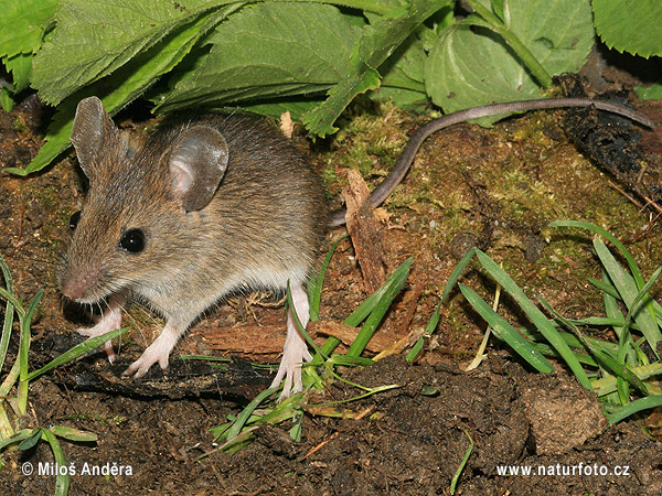 Ryšavka obyčajná (Apodemus sylvaticus)