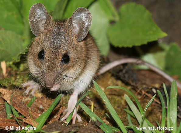 Ryšavka obyčajná (Apodemus sylvaticus)