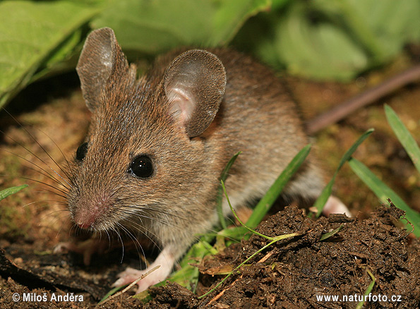 Ryšavka obyčajná (Apodemus sylvaticus)