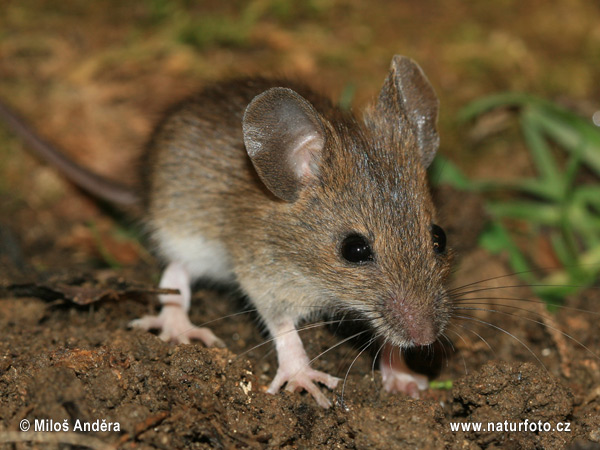 Ryšavka obyčajná (Apodemus sylvaticus)