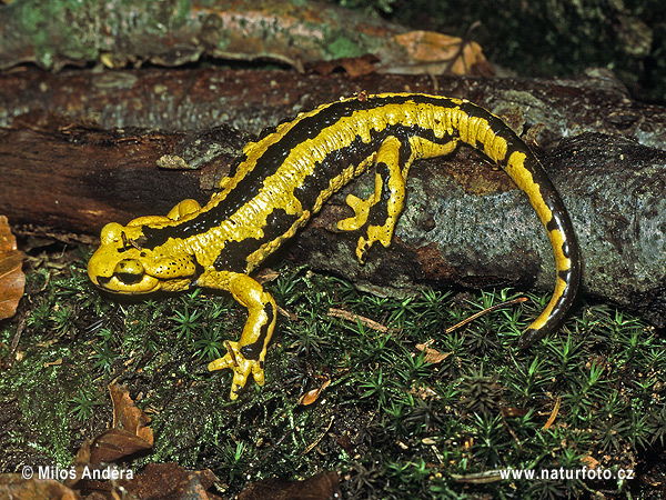 Salamandra škvrnitá (Salamandra salamandra)