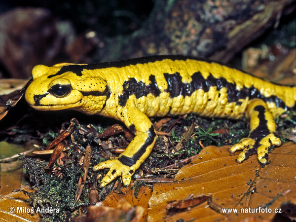 Salamandra škvrnitá (Salamandra salamandra)