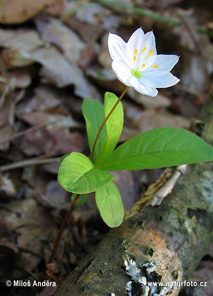 Sedmokvietok európsky (Trientalis europaea)