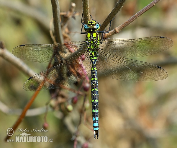 Šidlo modré (Aeshna cyanea)