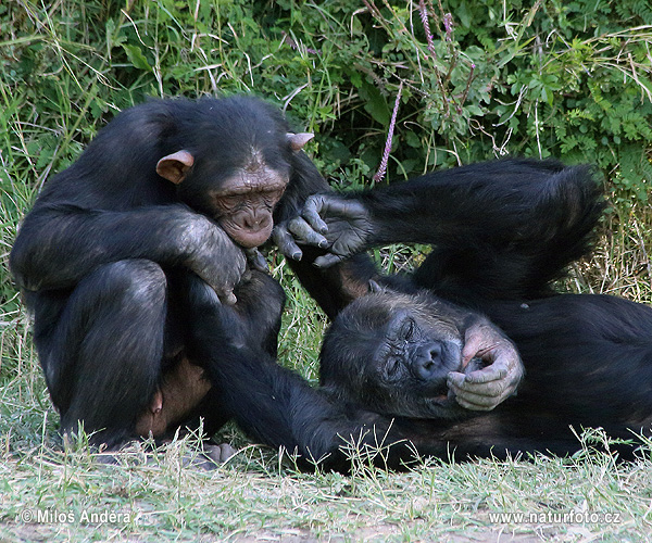 Šimpanz (Pan troglodytes)