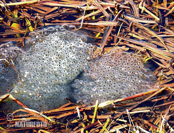 Skokan hnědý snůška (Rana temporaria)