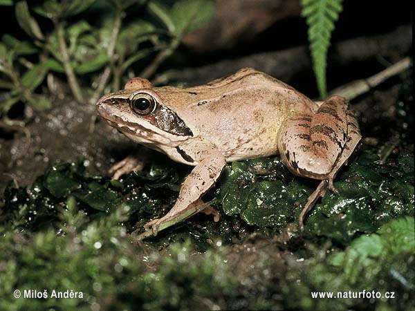 Skokan štíhly (Rana dalmatina)