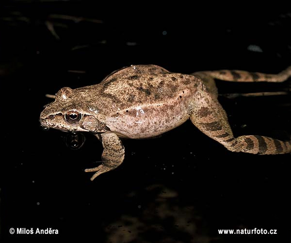 Skokan štíhly (Rana dalmatina)