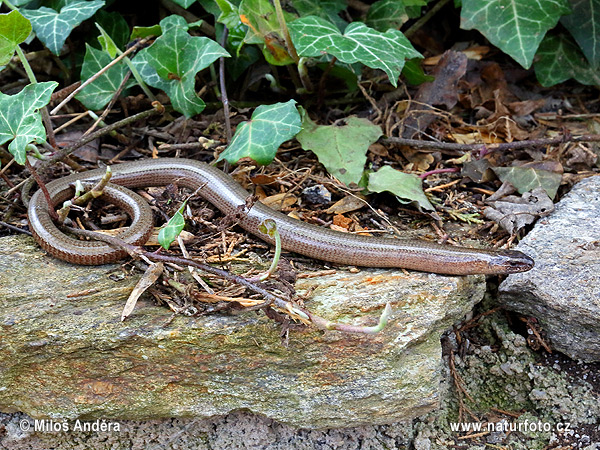 Slepúch lámavý (Anguis fragilis)