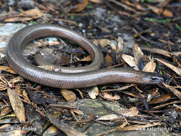 Slepúch lámavý (Anguis fragilis)