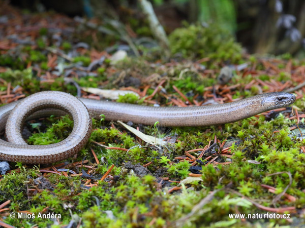 Slepúch lámavý (Anguis fragilis)