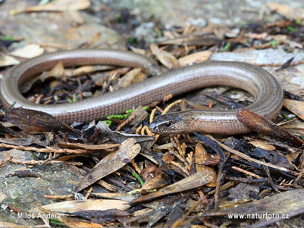 Slepúch lámavý (Anguis fragilis)