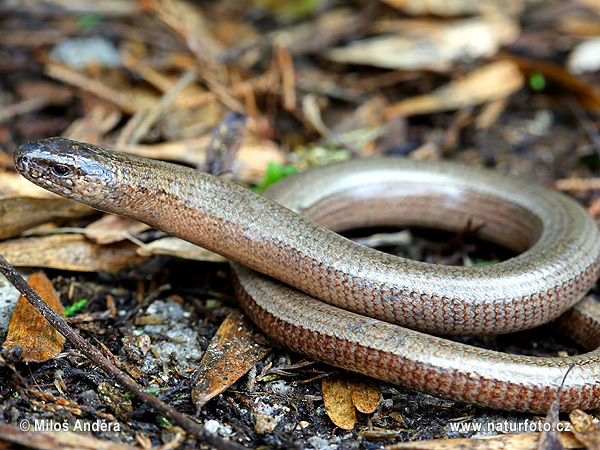 Slepúch lámavý (Anguis fragilis)