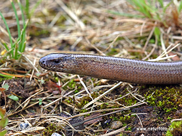 Slepúch lámavý (Anguis fragilis)