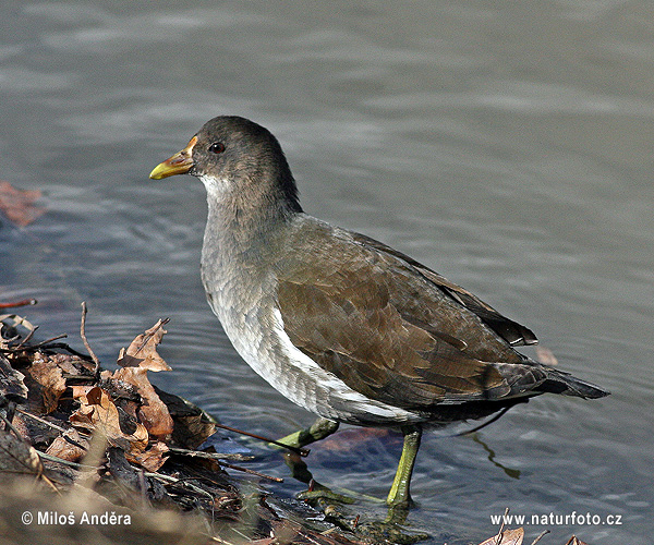 Sliepočka vodná (Gallinula chloropus)